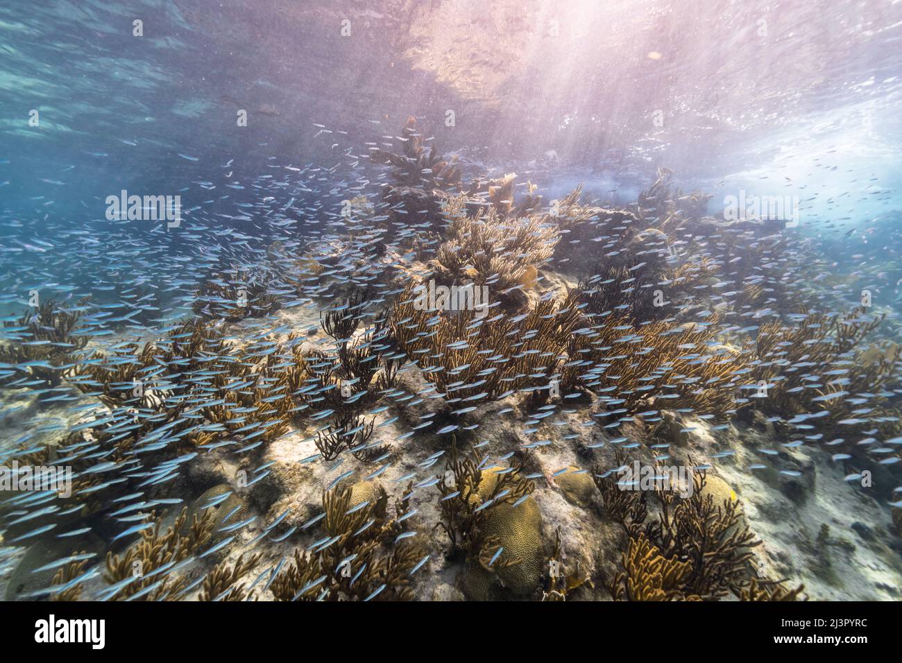 Seascape with School of Fish, juvenile Boga fish in the coral reef of ...