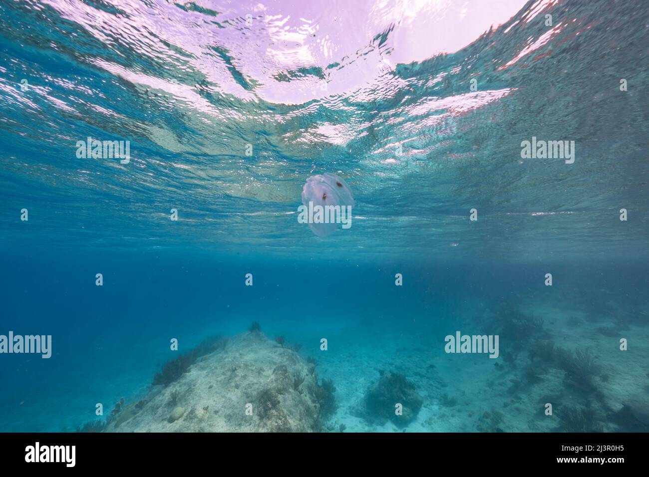 Seascape with Spot Winged Comb Jelly in the turquoise water of coral ...