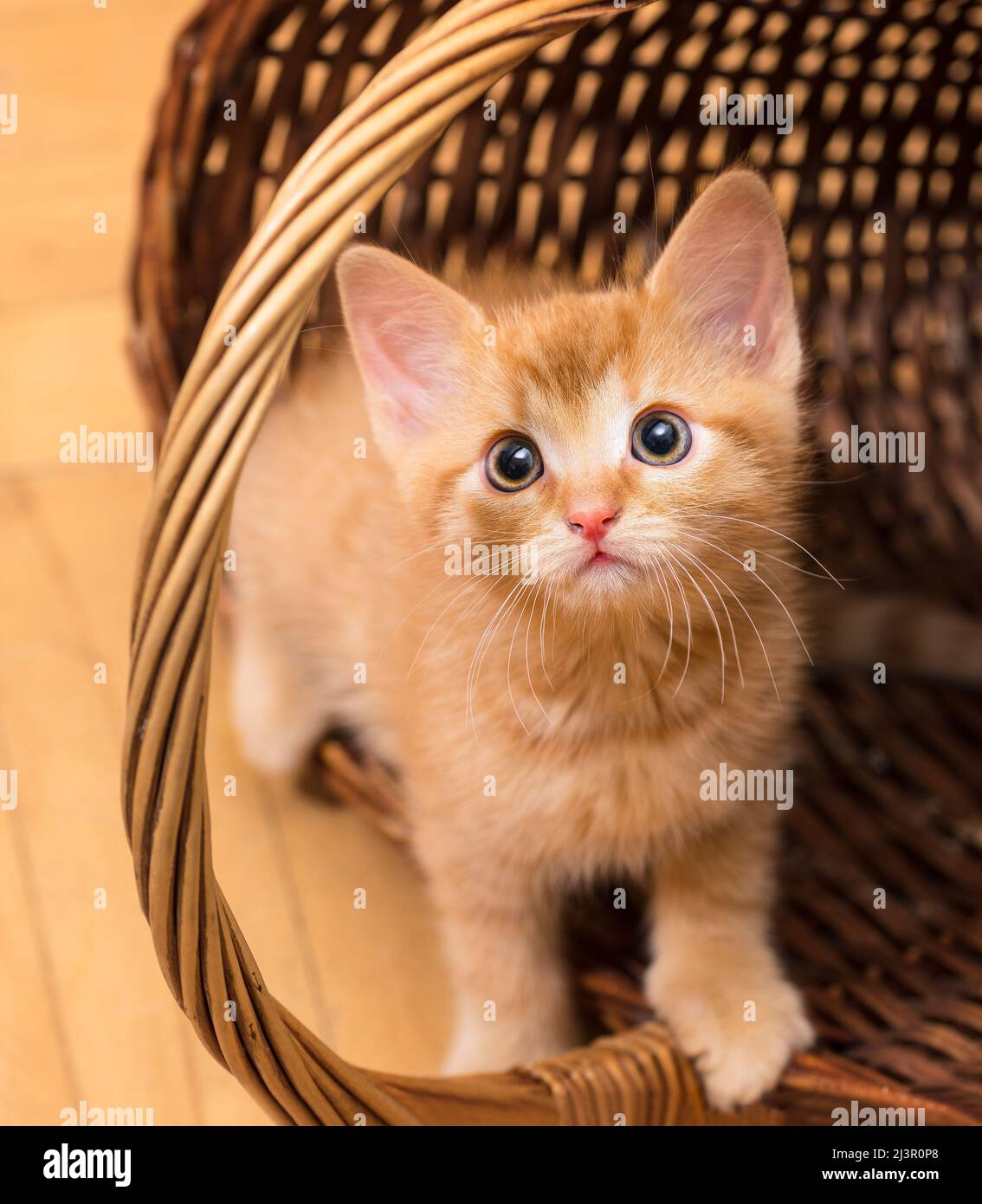 Cute timid ginger tabby kitten standing in tumbled wicker basket. House cat. Felis silvestris catus. Closeup a beautiful curious kitty with wide eyes. Stock Photo