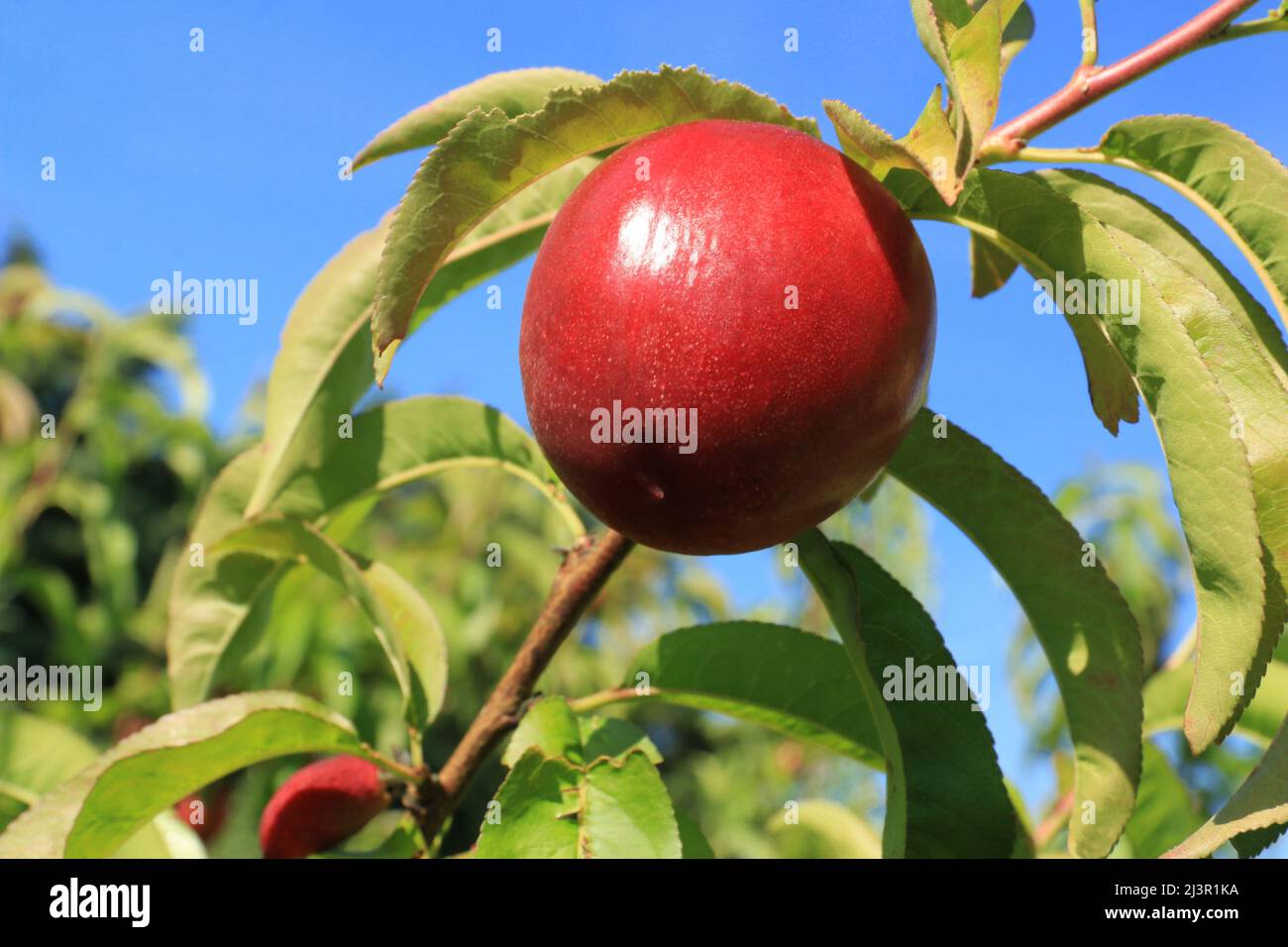 Peach twig laying in the sun bearing ripe fruit. Stock Photo