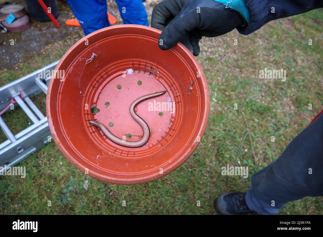 Snake in bucket hires stock photography and images Alamy