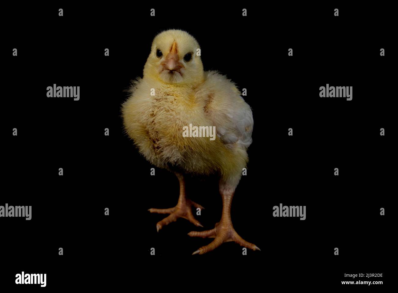 Small broiler chicken isolated on black Stock Photo Alamy
