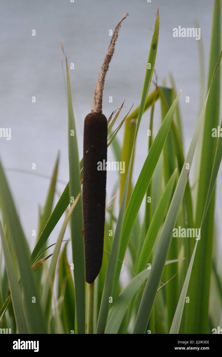 Close Up Of A Brown Bulrush Head With Green Leaves And Fresh Water At Filey Dams - UK Stock Photo