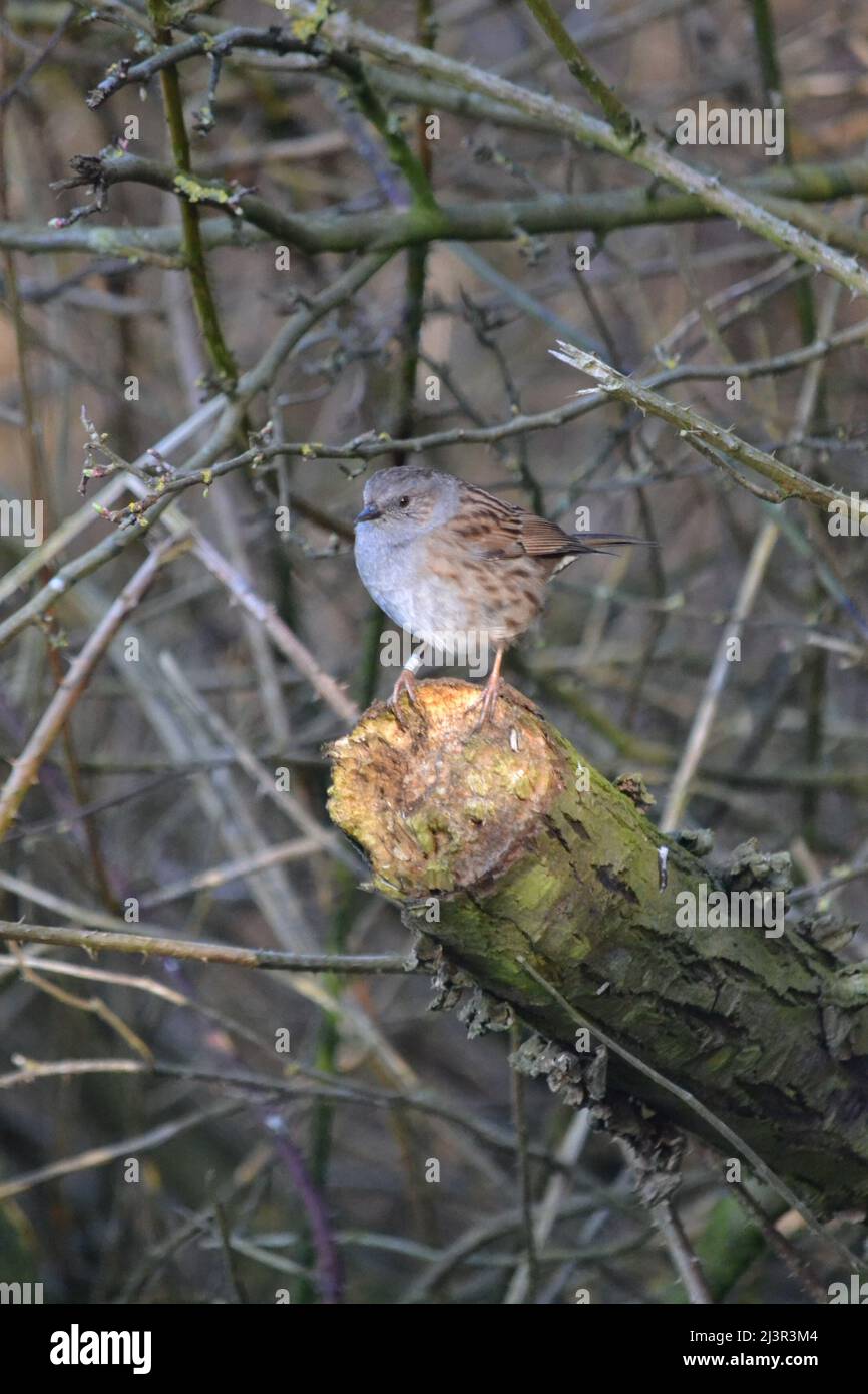 Small Dunnock Sitting On A Tree Stump - Prunella Modularis - Hedge Sparrow - Accentors Bird Family - Wild Bird - Filey Dams - UK Stock Photo