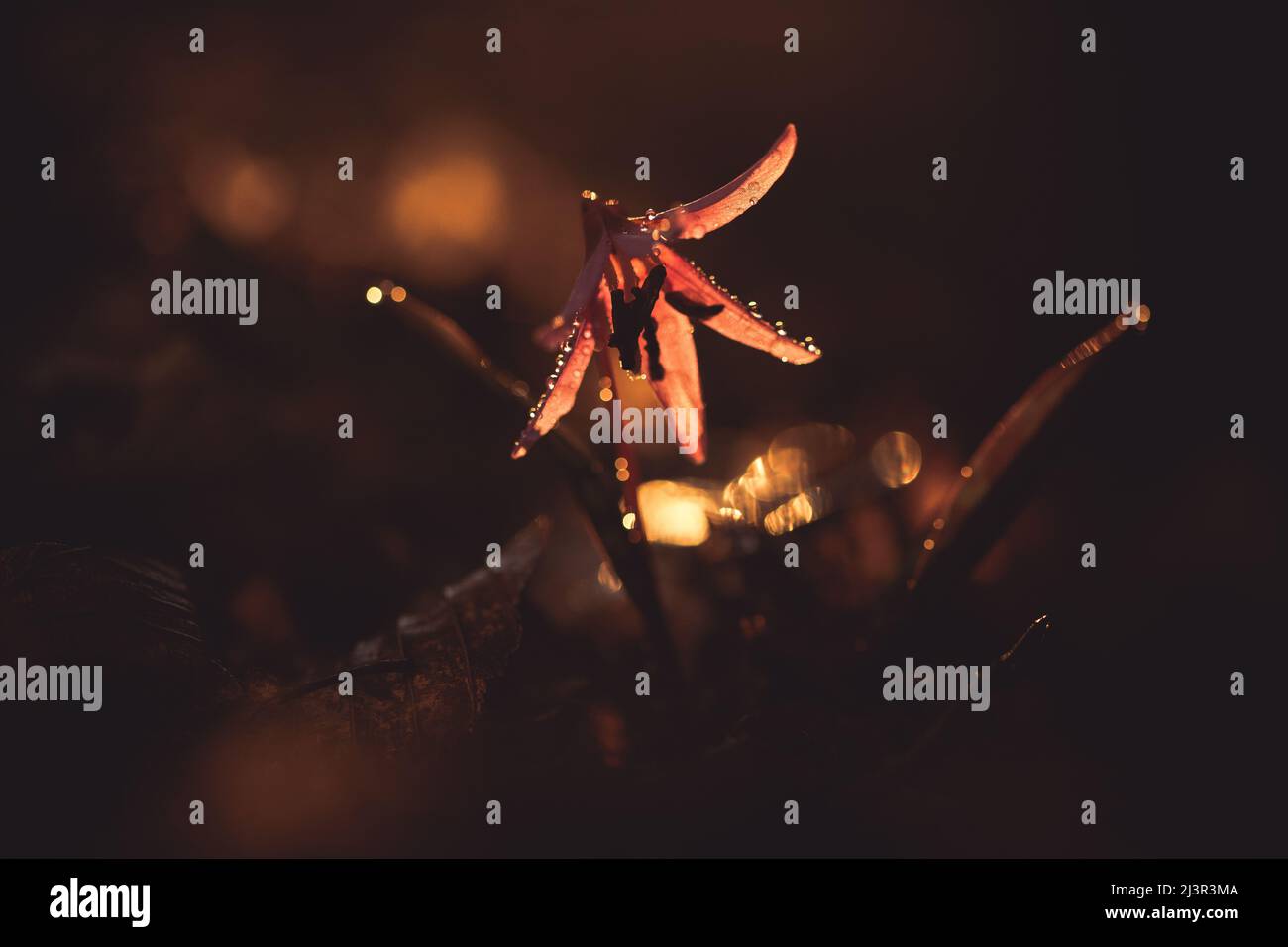 dogtooth violet or the dogs tooth violet, late winter or early spring