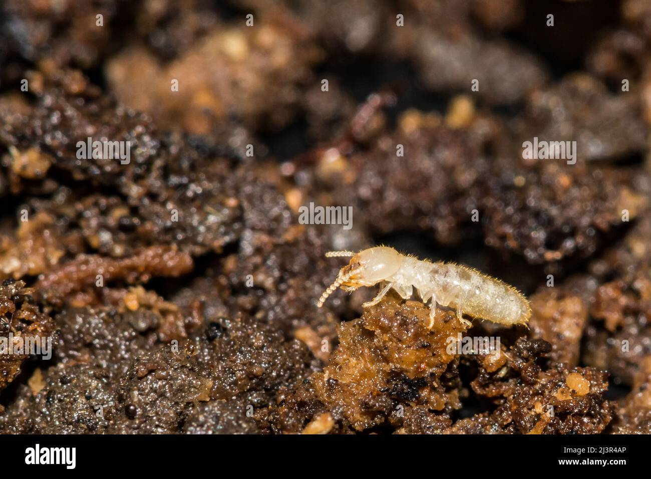 Eastern Subterranean Termite - Reticulitermes flavipes Stock Photo - Alamy