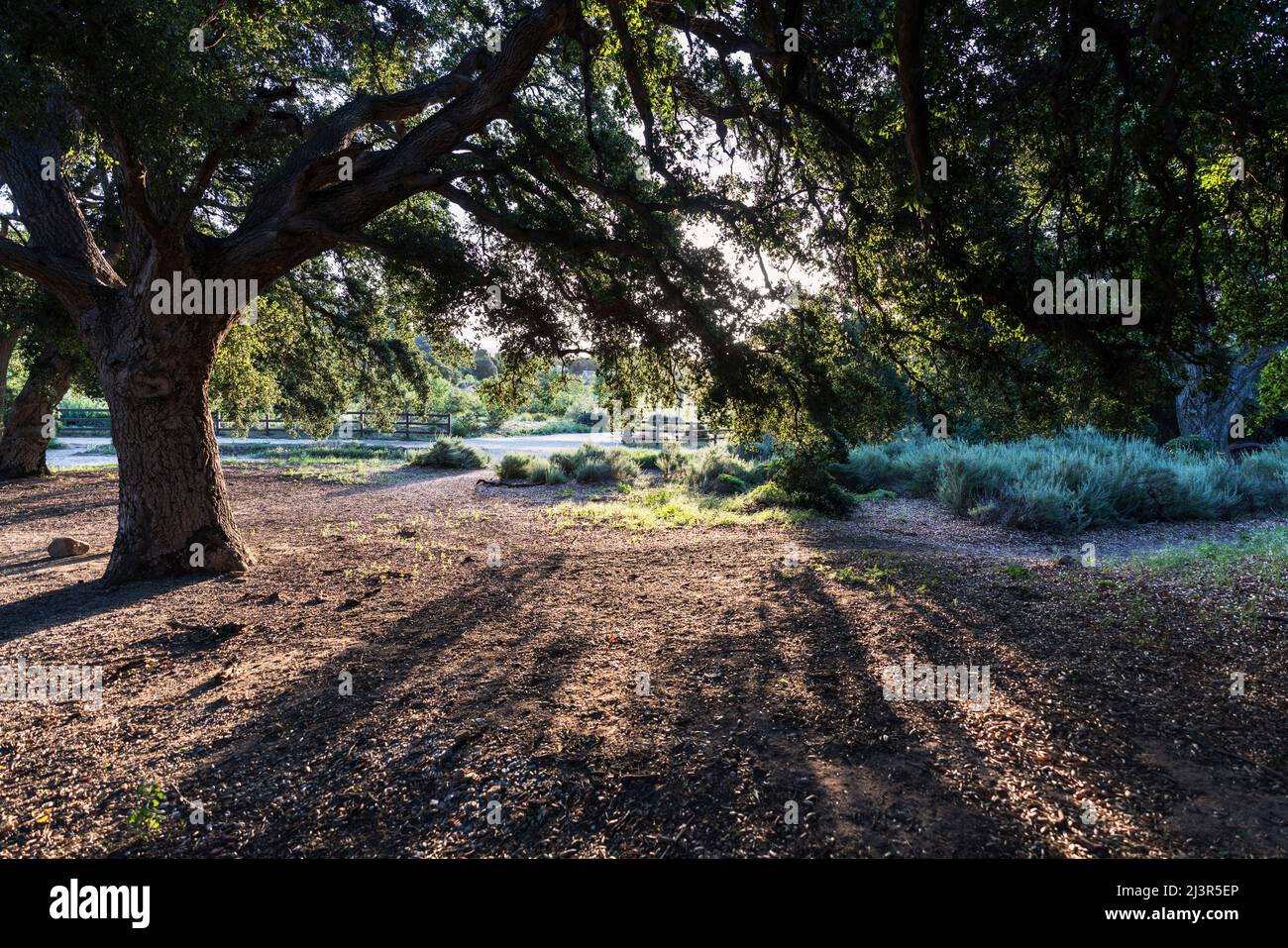 Large oak trees casting shadows in early morning light at Chatsworth Park South in the San Fernando Valley area of Los Angeles, California. Stock Photo
