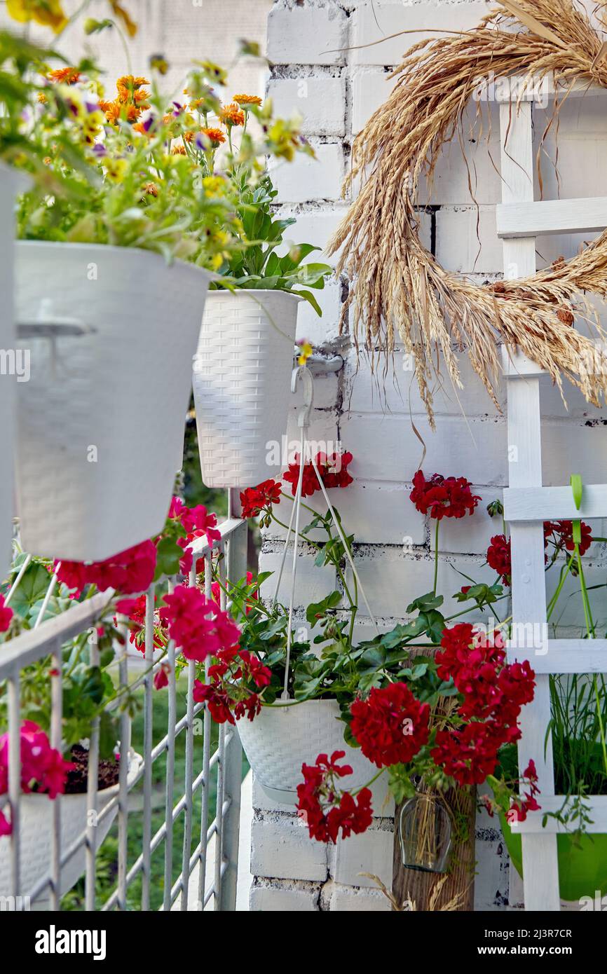 Flowering plants in pots on the balcony patio. Selective focus Stock Photo