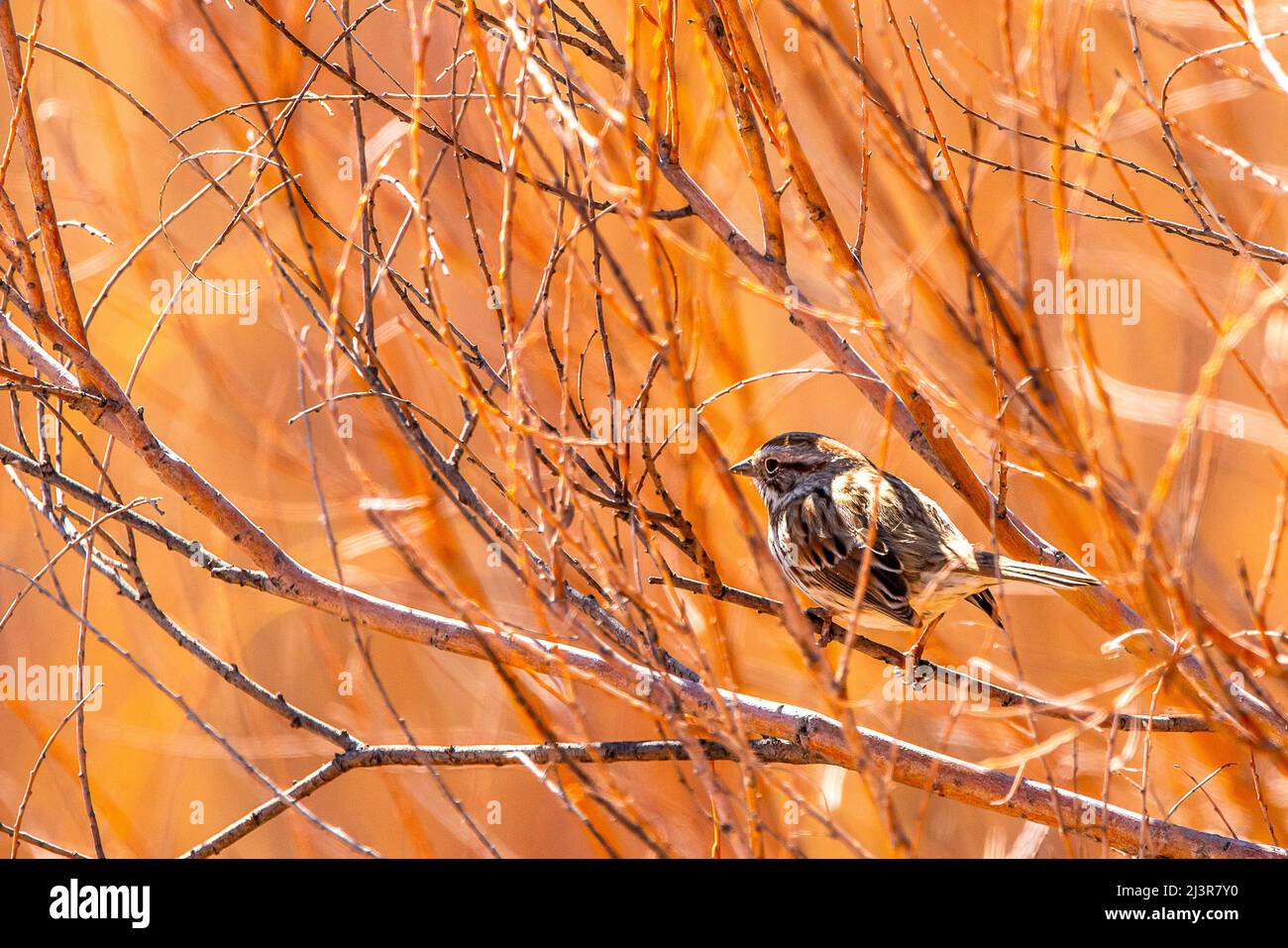 Birds and Foliage at Bosque Del Apache, New Mexico USA Stock Photo Alamy
