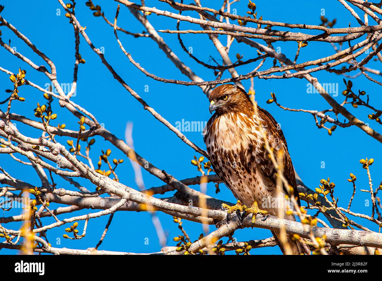 Bosque del apache desert hi-res stock photography and images - Alamy