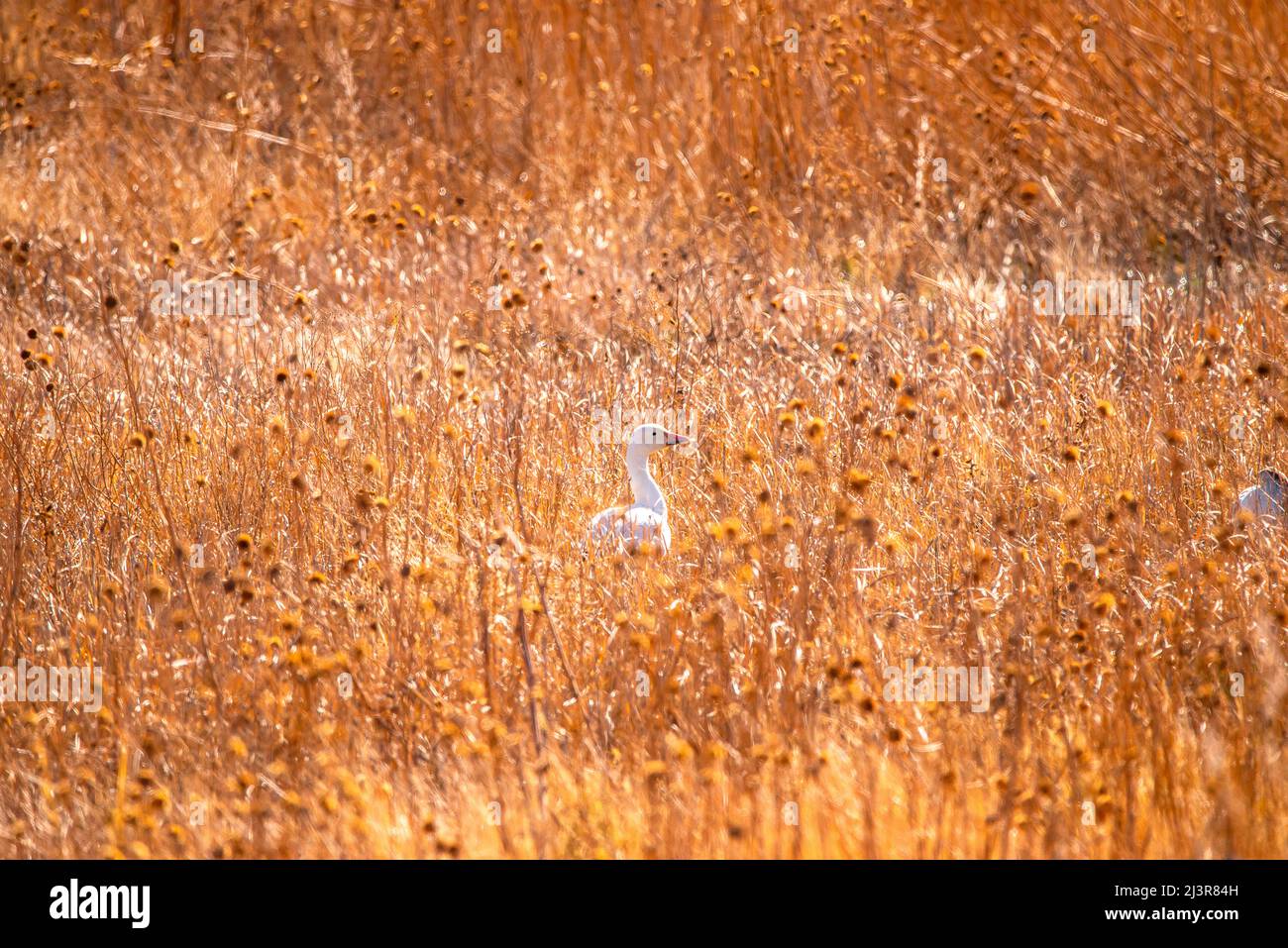 Bosque del apache sunset tree hi-res stock photography and images - Alamy