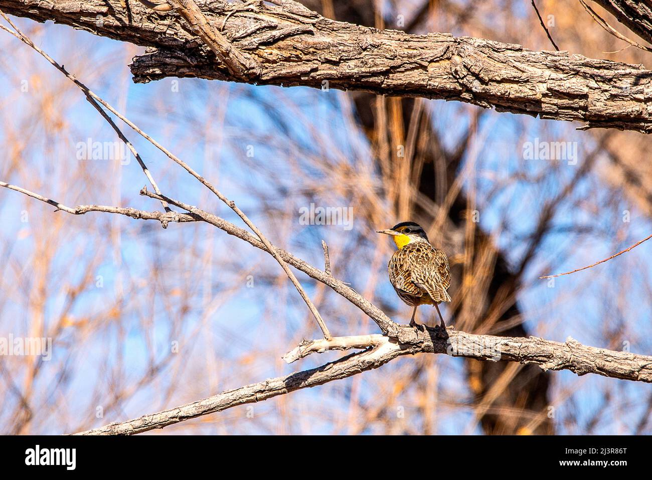 Bosque del apache sunset tree hi-res stock photography and images - Alamy