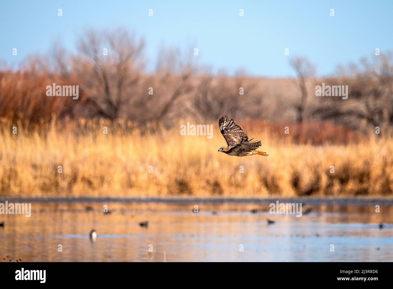Bosque del apache sunset tree hi-res stock photography and images - Alamy