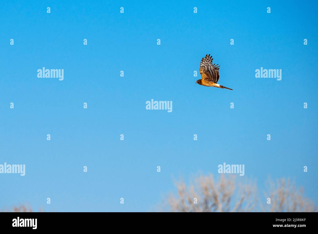 Bosque del apache sunset tree hi-res stock photography and images - Alamy