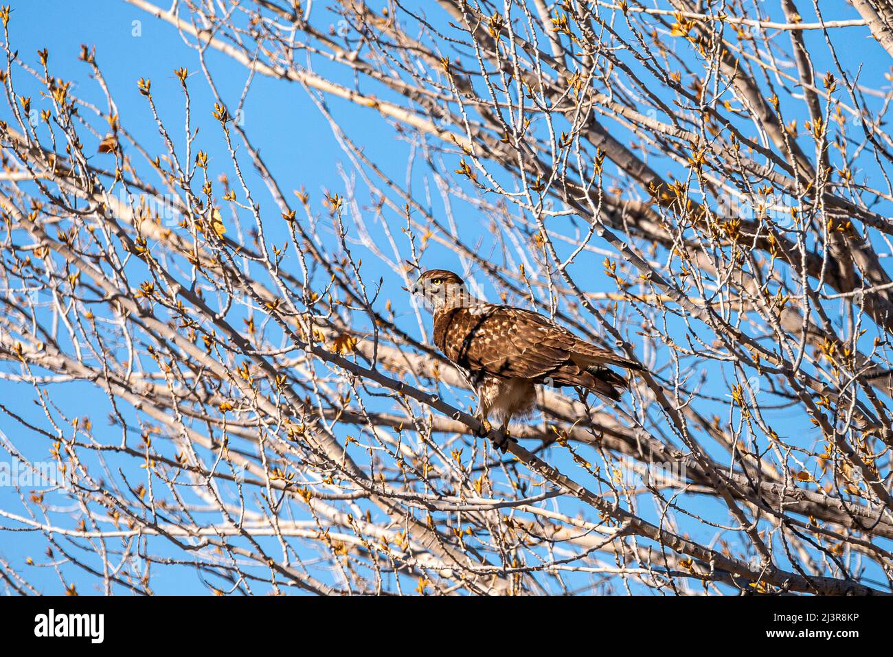 Bosque del apache sunset tree hi-res stock photography and images - Alamy