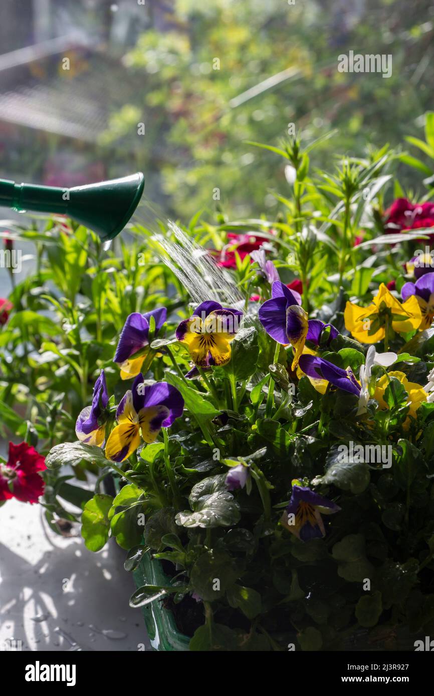 Watering Viola and Sweet William flowering bedding plants. Growing