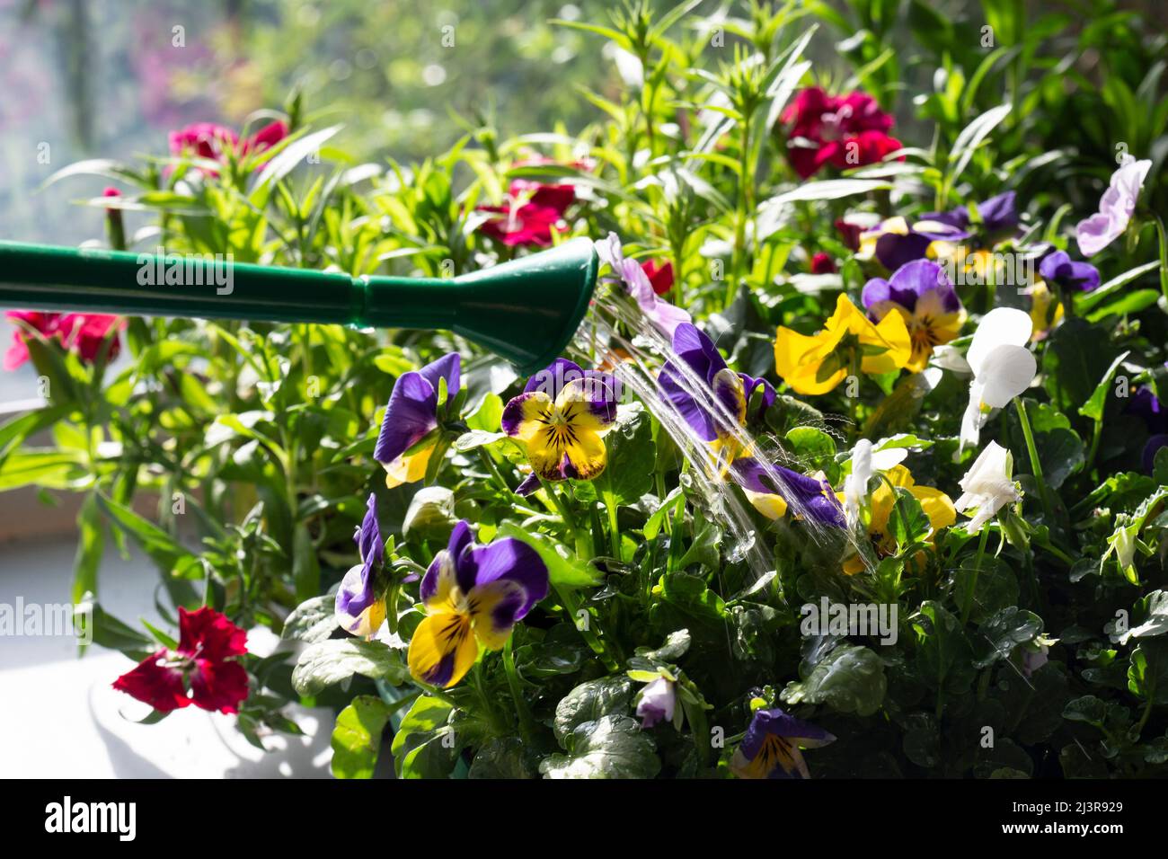 Watering Viola and Sweet William flowering bedding plants. Growing