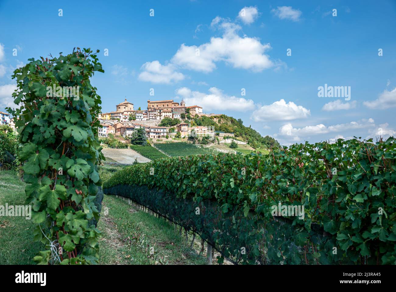 Vineyards of barolo wine, La Morra (CN), Langhe area, Piedmont, Italy Stock Photo