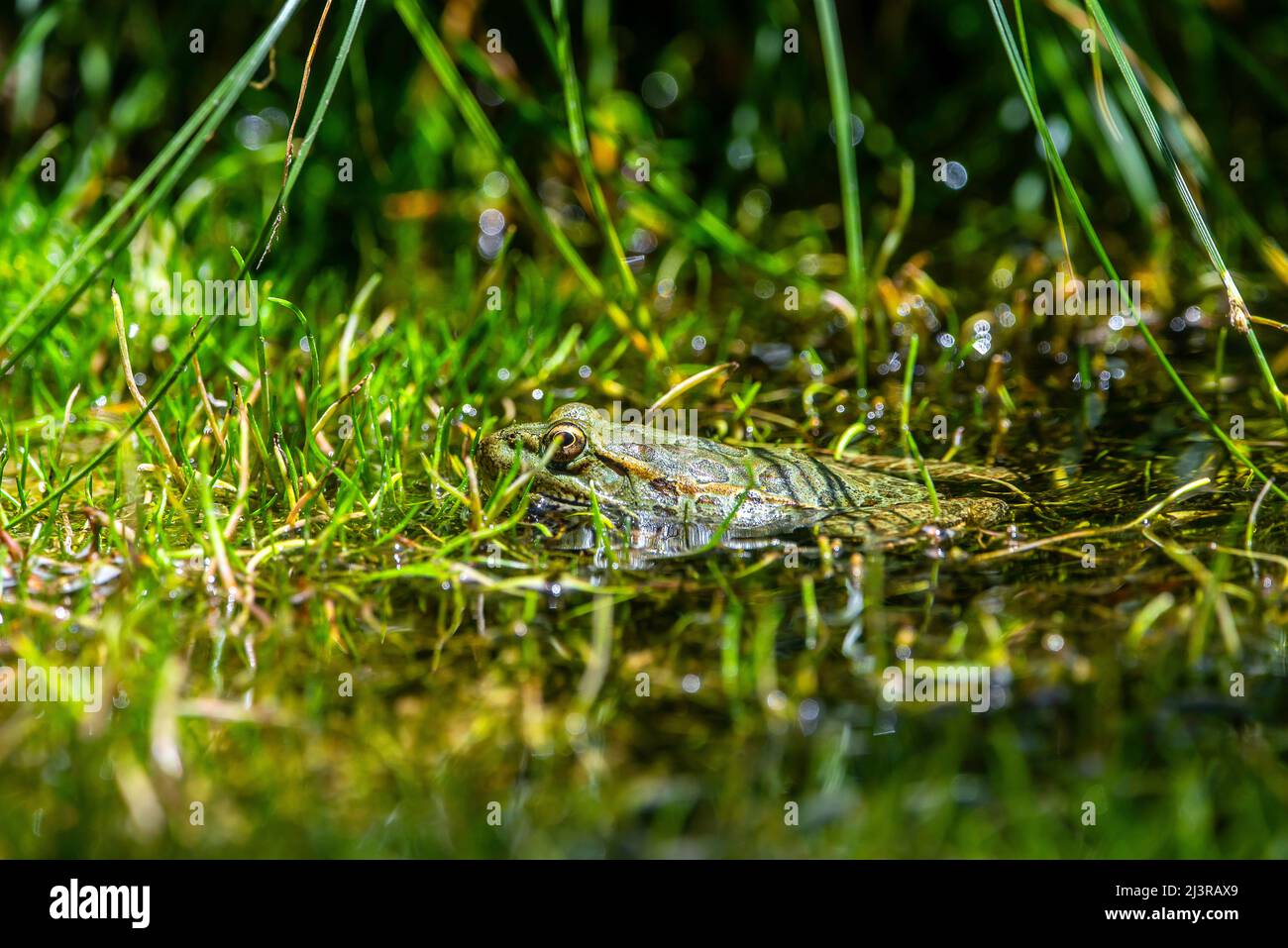A frog in a pond Stock Photo