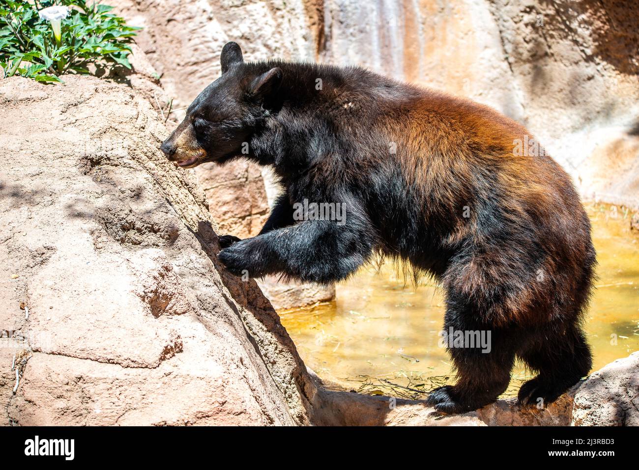 A Black Bear in Arizona, USA Stock Photo Alamy