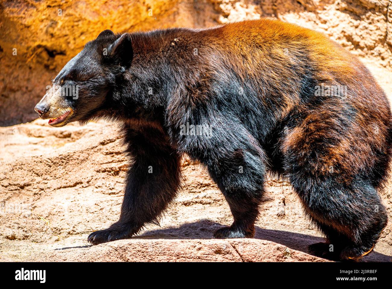 A Black Bear in Arizona, USA Stock Photo Alamy