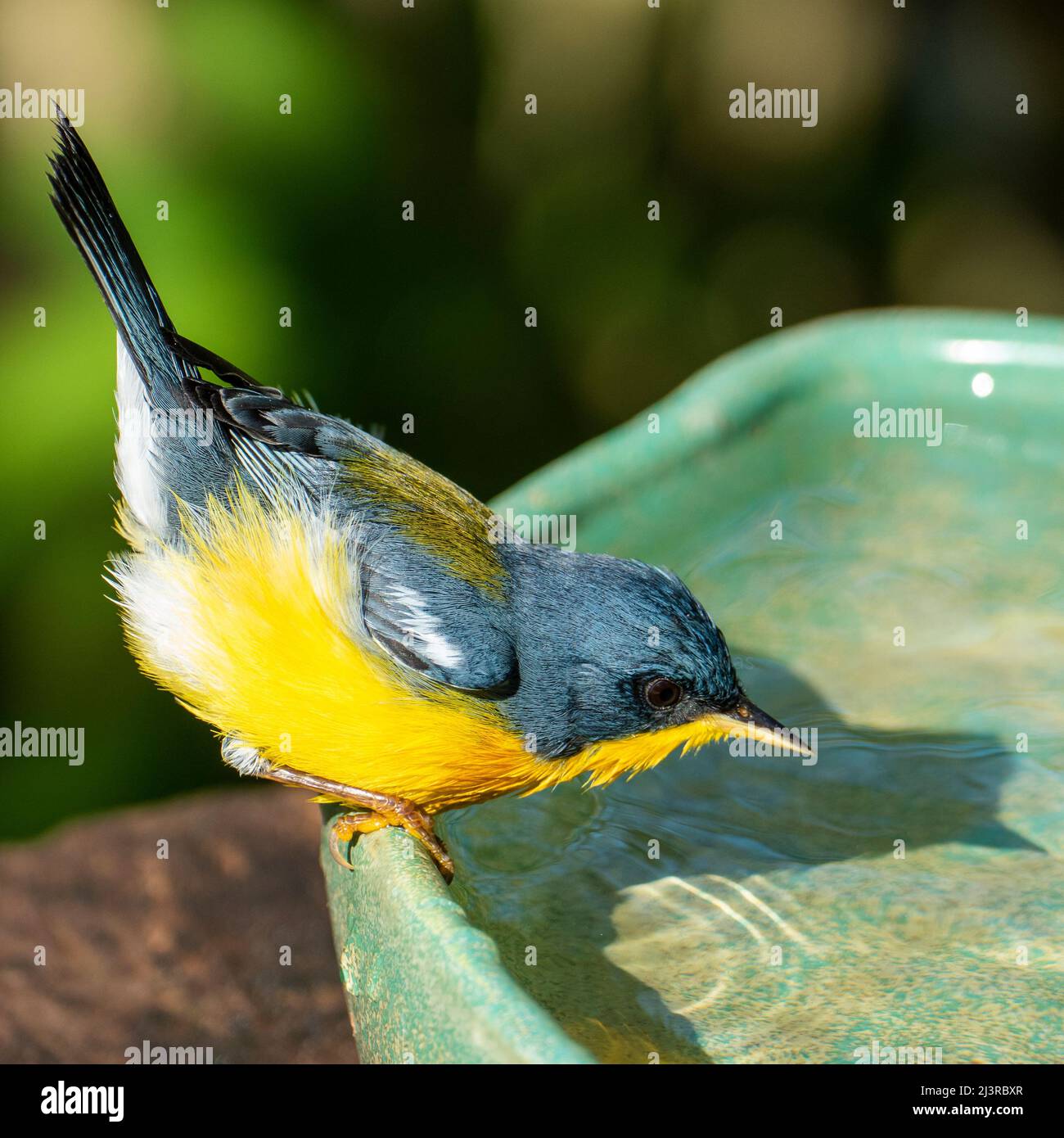 Tropical Parula (Setophaga pitiayumi) is a small New World warbler. It is a small passerine bird. Stock Photo