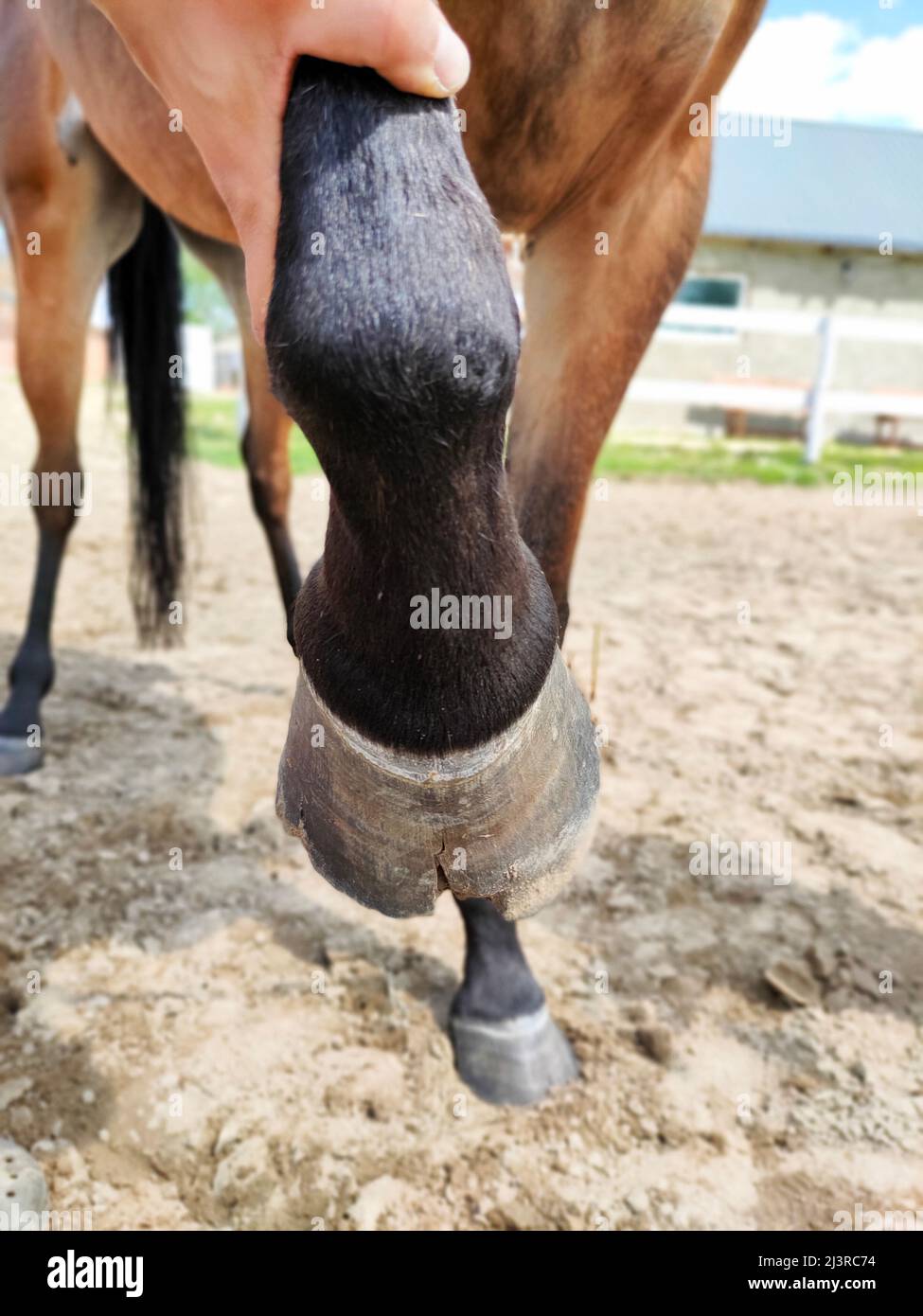 Damaged horse hoof held by hand. Taking care of suffering animals