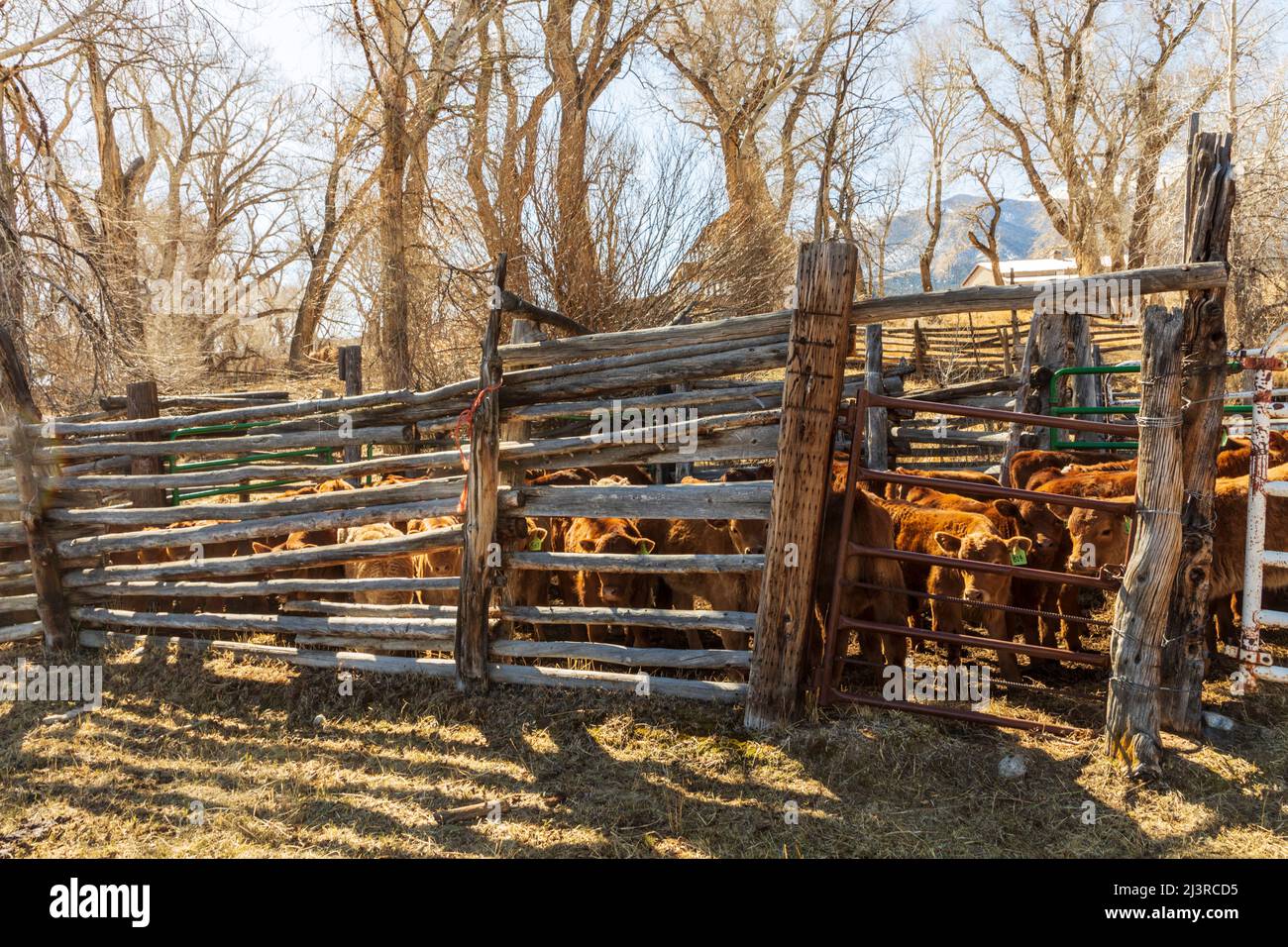 Heifer & bull calves await spring branding on the Hutchinson Ranch near Salida: Colorado; USA Stock Photo