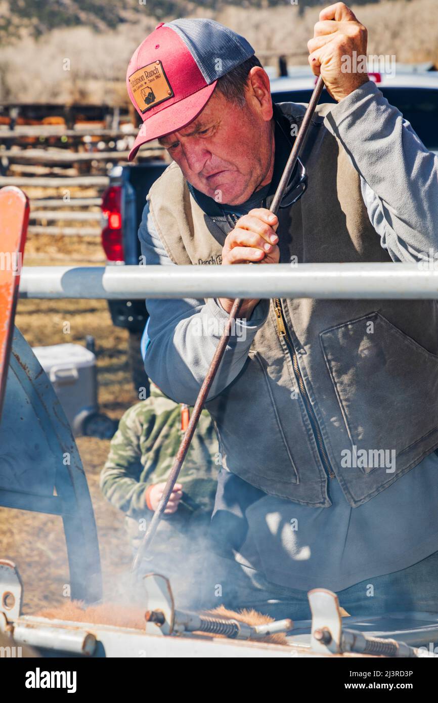 Fifth generation ranch owner Art Hutchinson brands young calf in squeeze shoot; spring branding event on the Hutchinson Ranch near Salida; Colorado; U Stock Photo