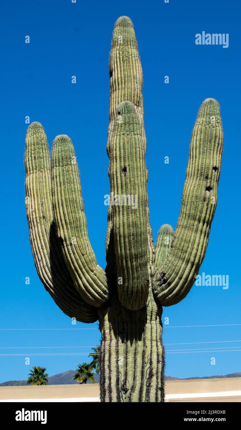 Arizona Cactus stretches up from the desert Stock Photo - Alamy