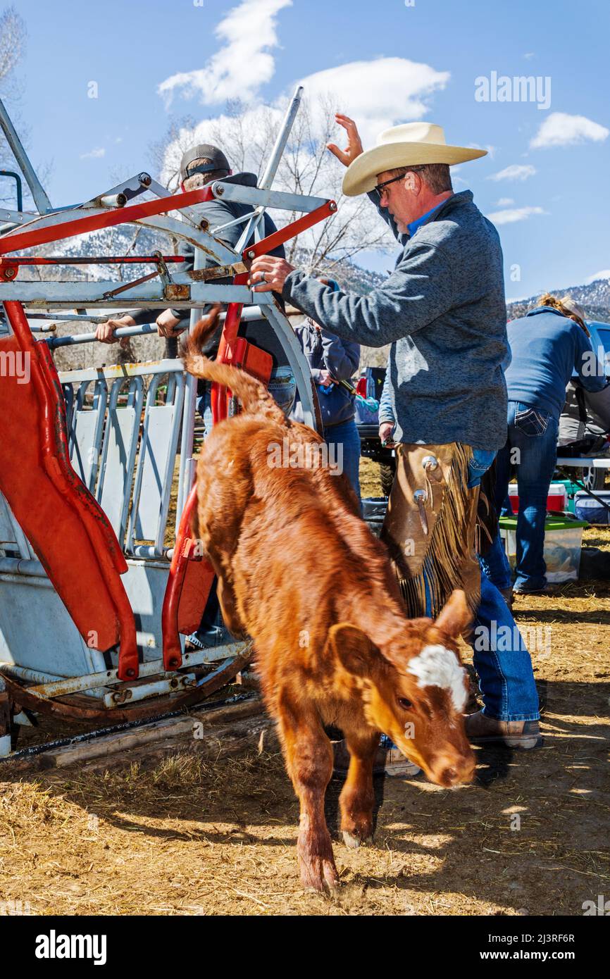 Cowgirl & sixth generation ranch owner Abby Hutchinson; brands a calf held in a squeeze shoot on the Hutchinson Ranch near Salida: Colorado; USA Stock Photo