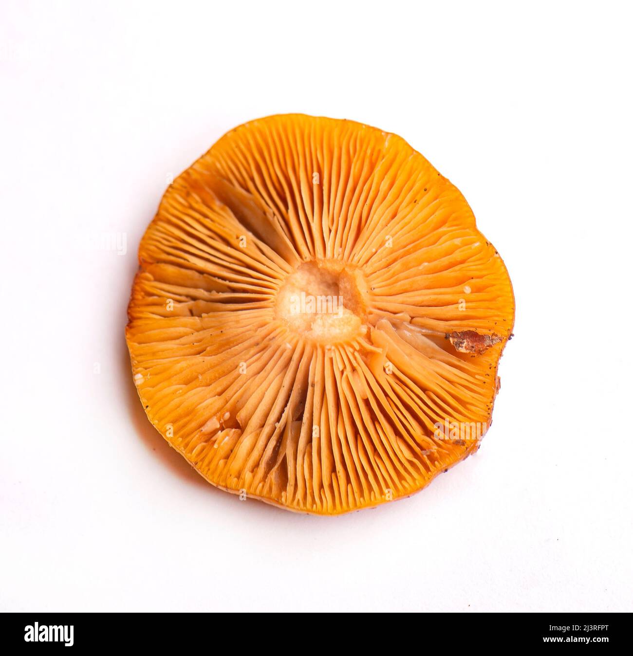 Detail of wild mushroom collected on Vancouver Island, Canada Stock Photo