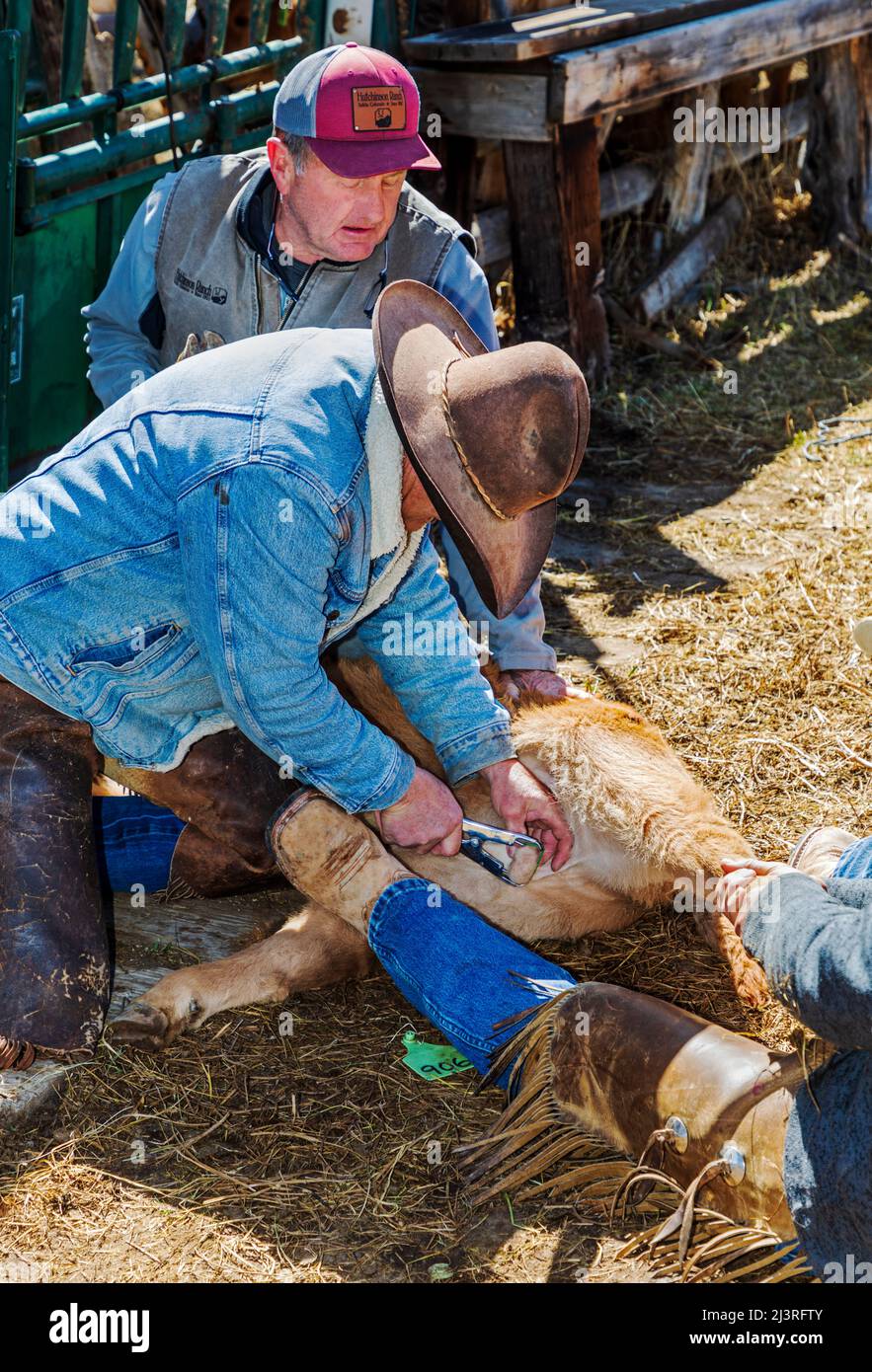 Cowboy “bands” the testicles of a bull calf; spring branding on the Hutchinson Ranch near Salida: Colorado; USA Stock Photo