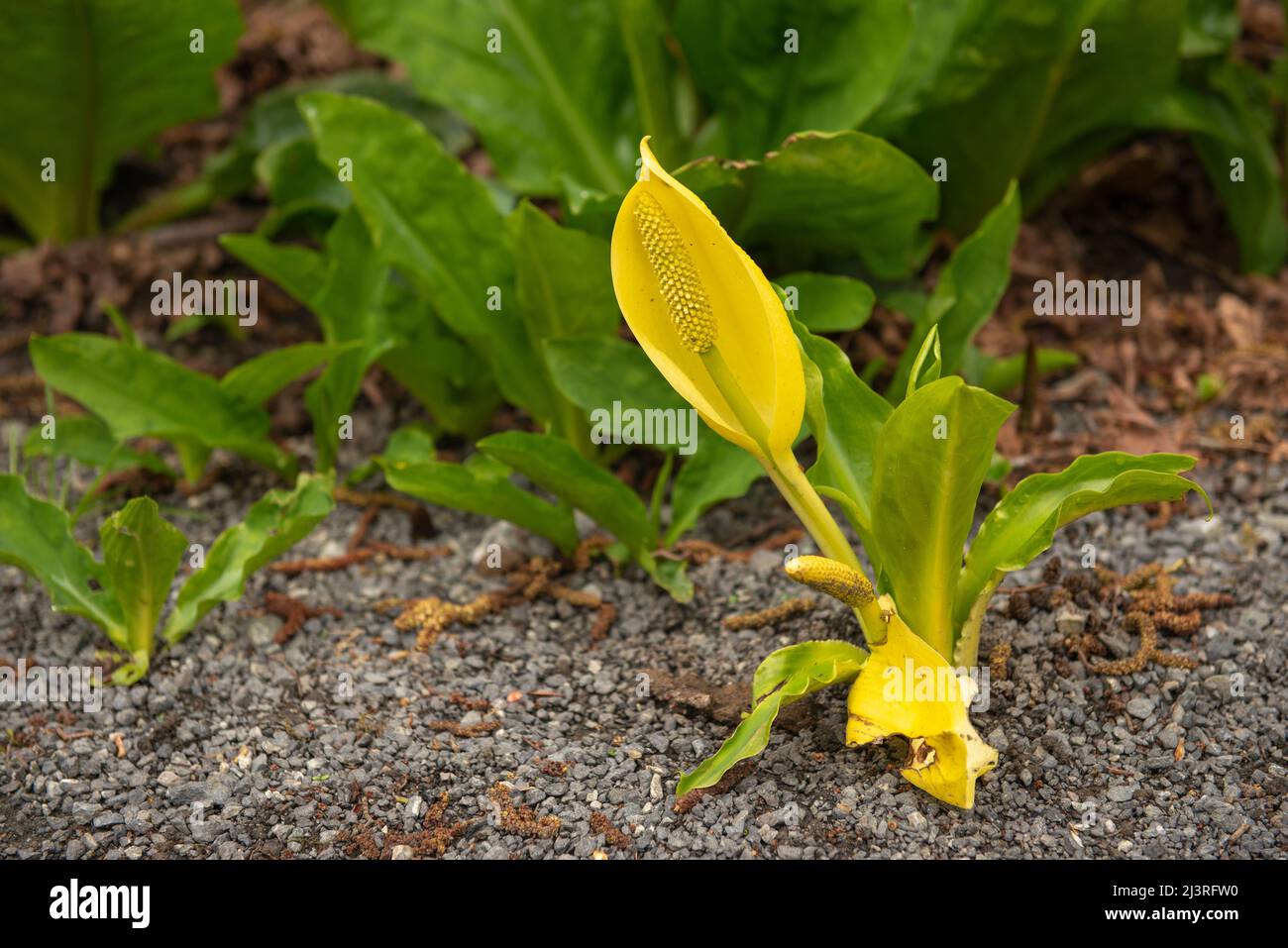 Flowering skunk cabbage (Symplocarpus foetidus) is one of the first