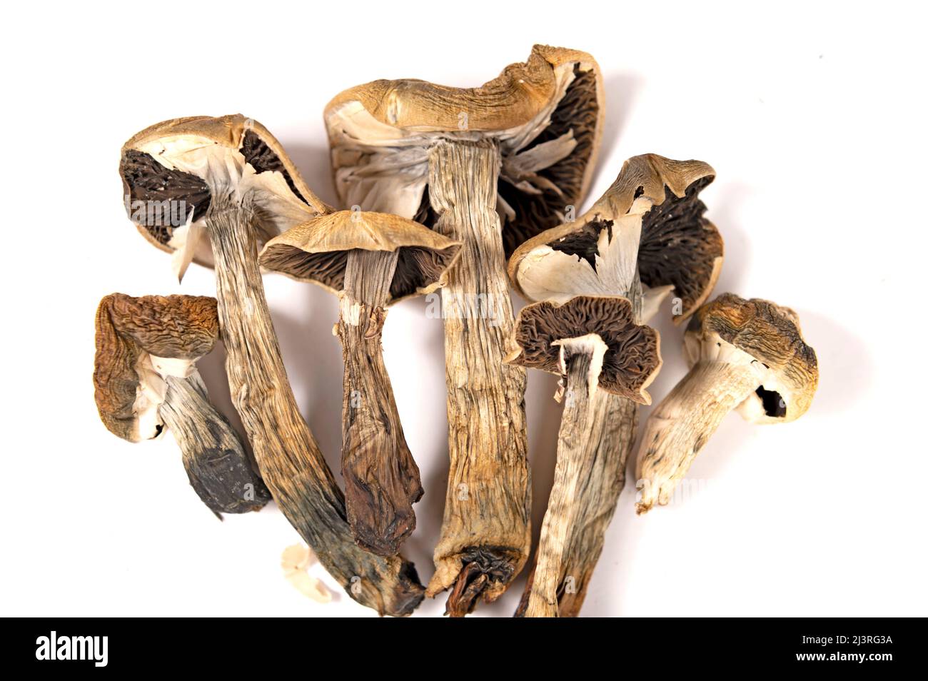 Dried magic mushrooms (psilocybe cubensis) isolated over white background Stock Photo