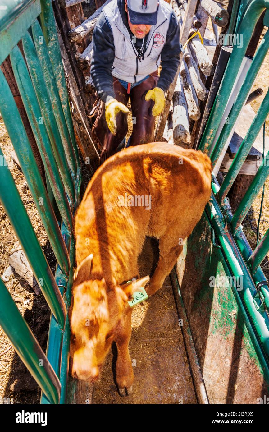 Cowboy rustles calves in corral shoot; spring branding on the Hutchinson Ranch near Salida: Colorado; USA Stock Photo