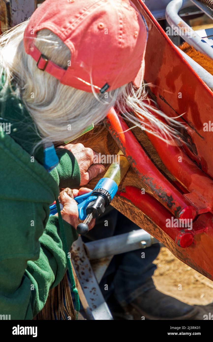 Cowgirl innoculates young calves; spring branding event on the Hutchinson Ranch near Salida: Colorado; USA Stock Photo