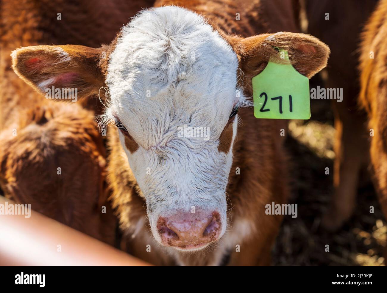Young calves await spring branding on the Hutchinson Ranch near Salida: Colorado; USA Stock Photo