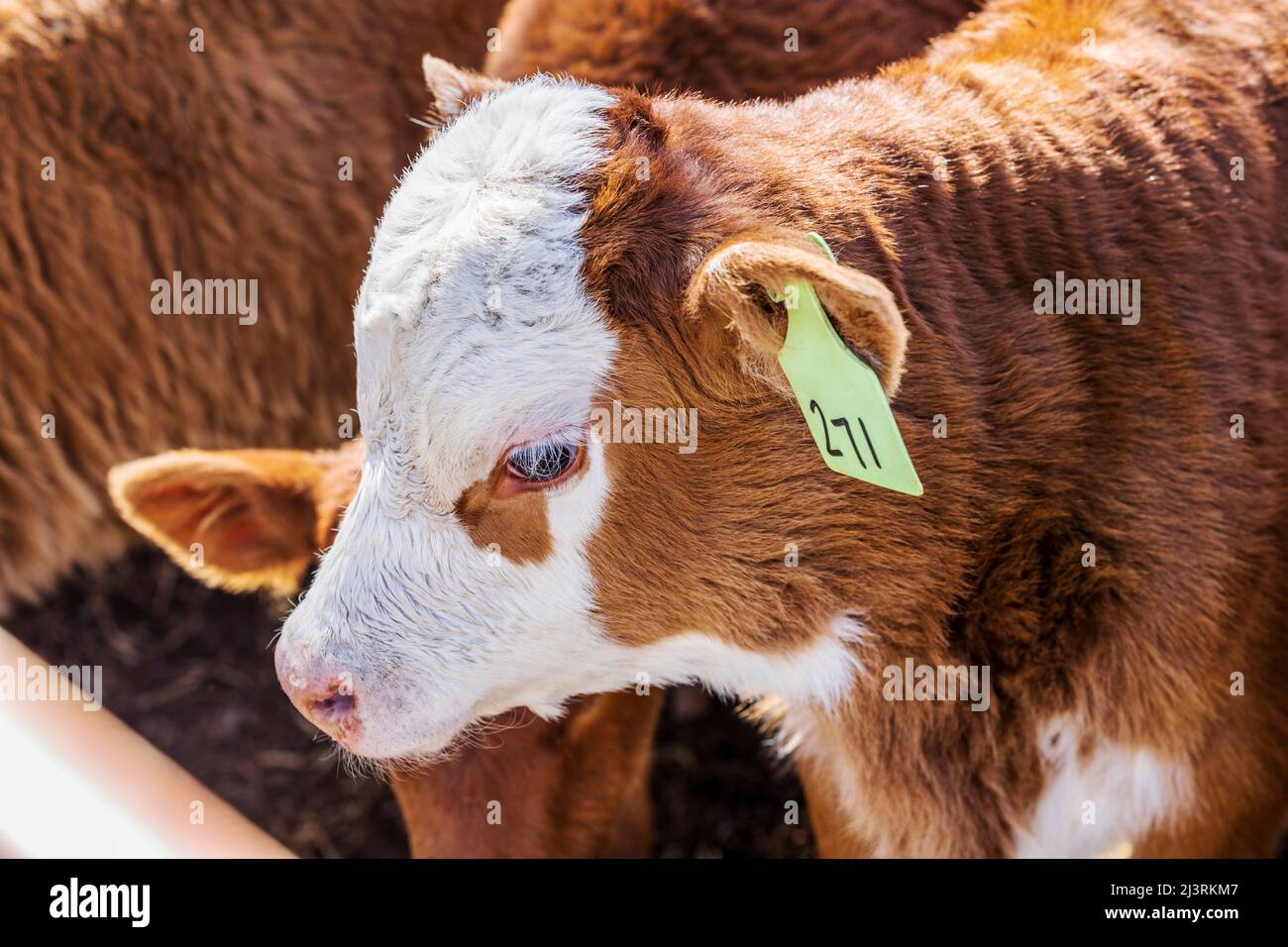 Young calves await spring branding on the Hutchinson Ranch near Salida