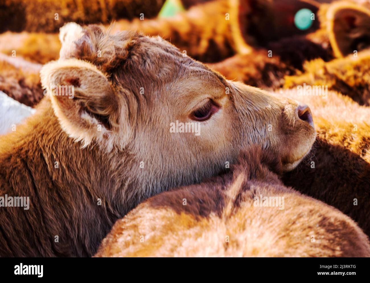 Young calves await spring branding on the Hutchinson Ranch near Salida: Colorado; USA Stock Photo