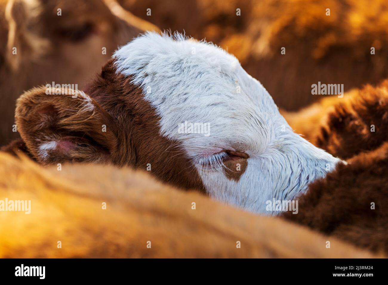 Young calves await spring branding on the Hutchinson Ranch near Salida