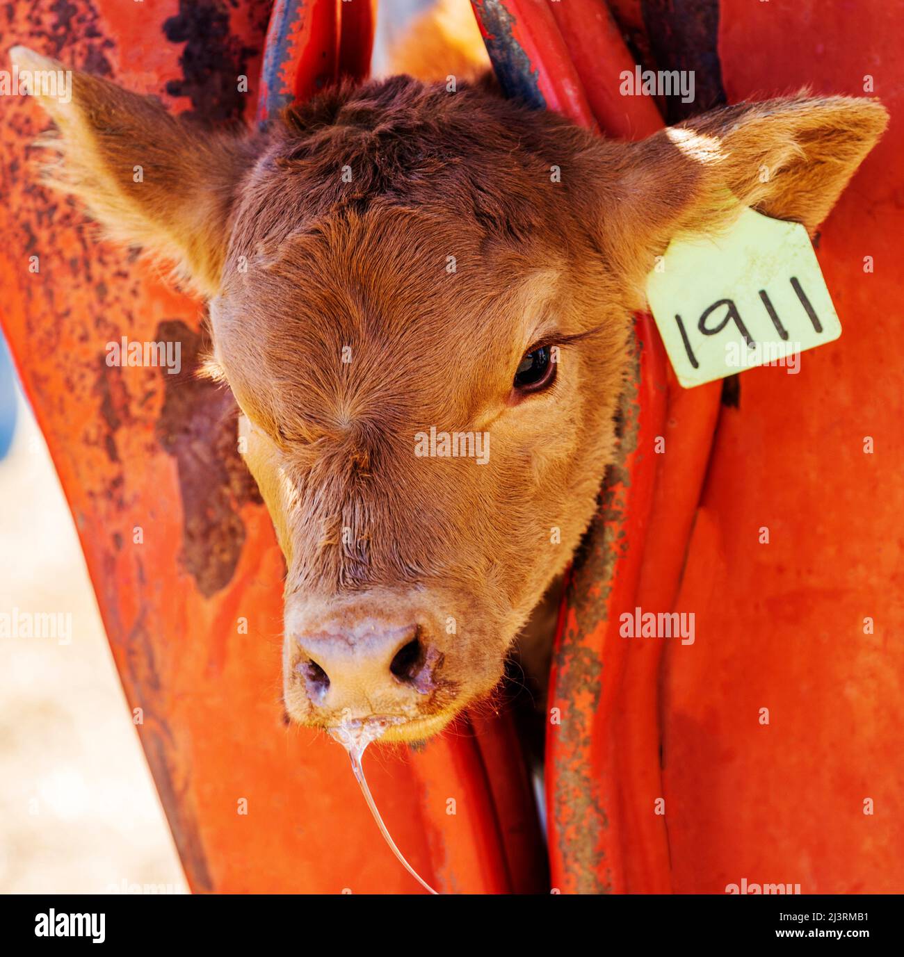 Young calf in squeeze shoot; spring branding event on the Hutchinson Ranch near Salida: Colorado; USA Stock Photo