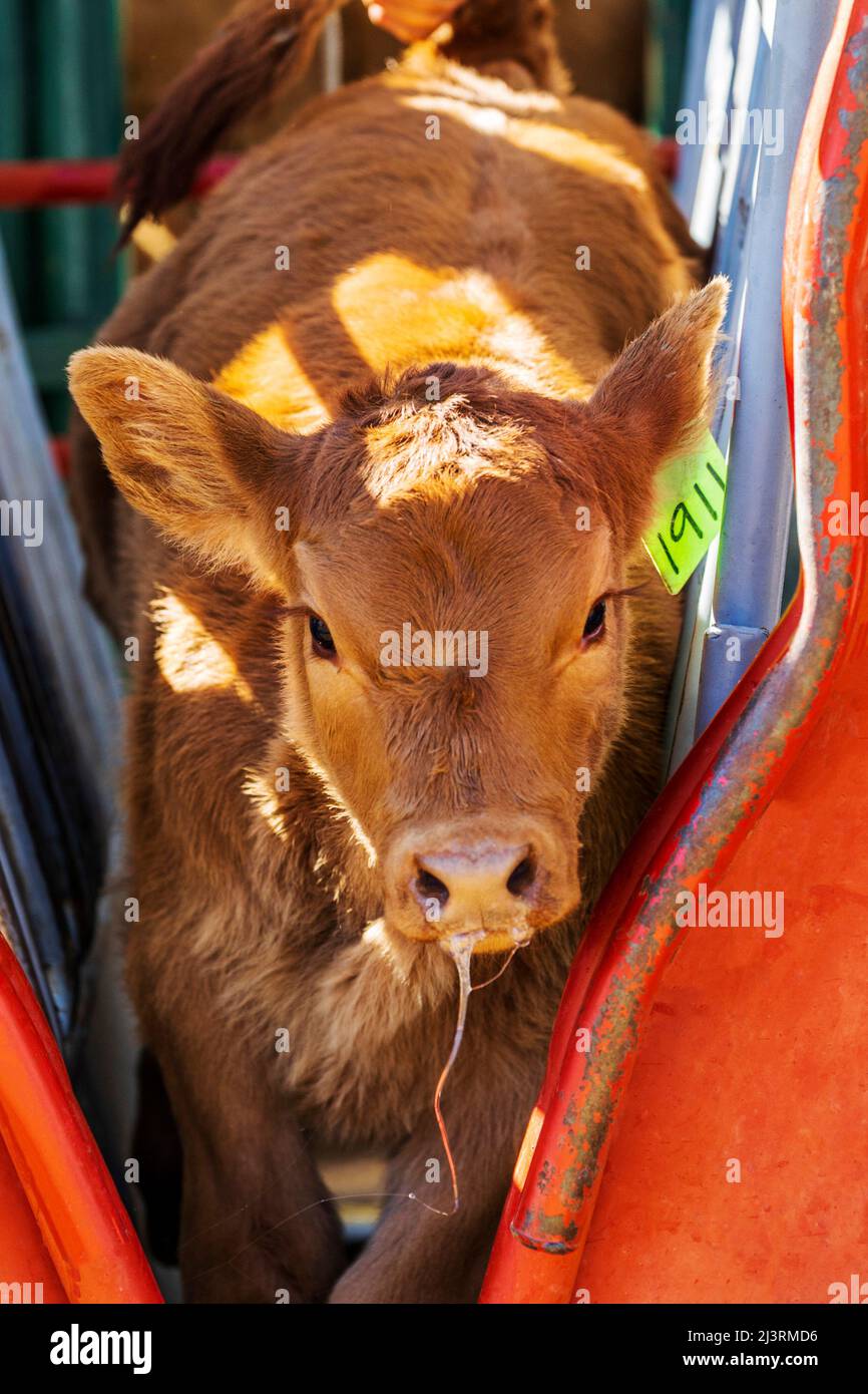Young calf in squeeze shoot; spring branding event on the Hutchinson Ranch near Salida: Colorado; USA Stock Photo