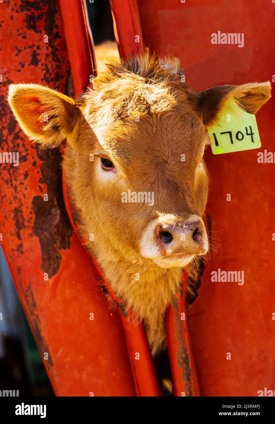 Young calf in squeeze shoot; spring branding event on the Hutchinson Ranch near Salida: Colorado; USA Stock Photo