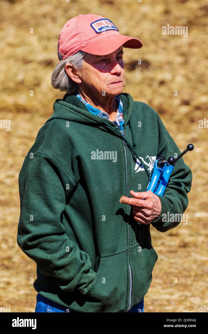Senior cowgirl waits to innoculate calves; spring branding event on the Hutchinson Ranch near Salida: Colorado; USA Stock Photo