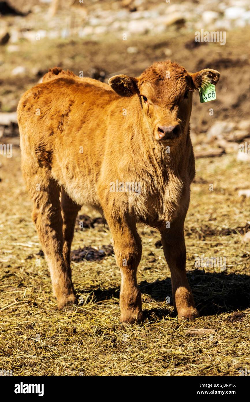 Heifer & bull calves await spring branding on the Hutchinson Ranch near Salida: Colorado; USA Stock Photo