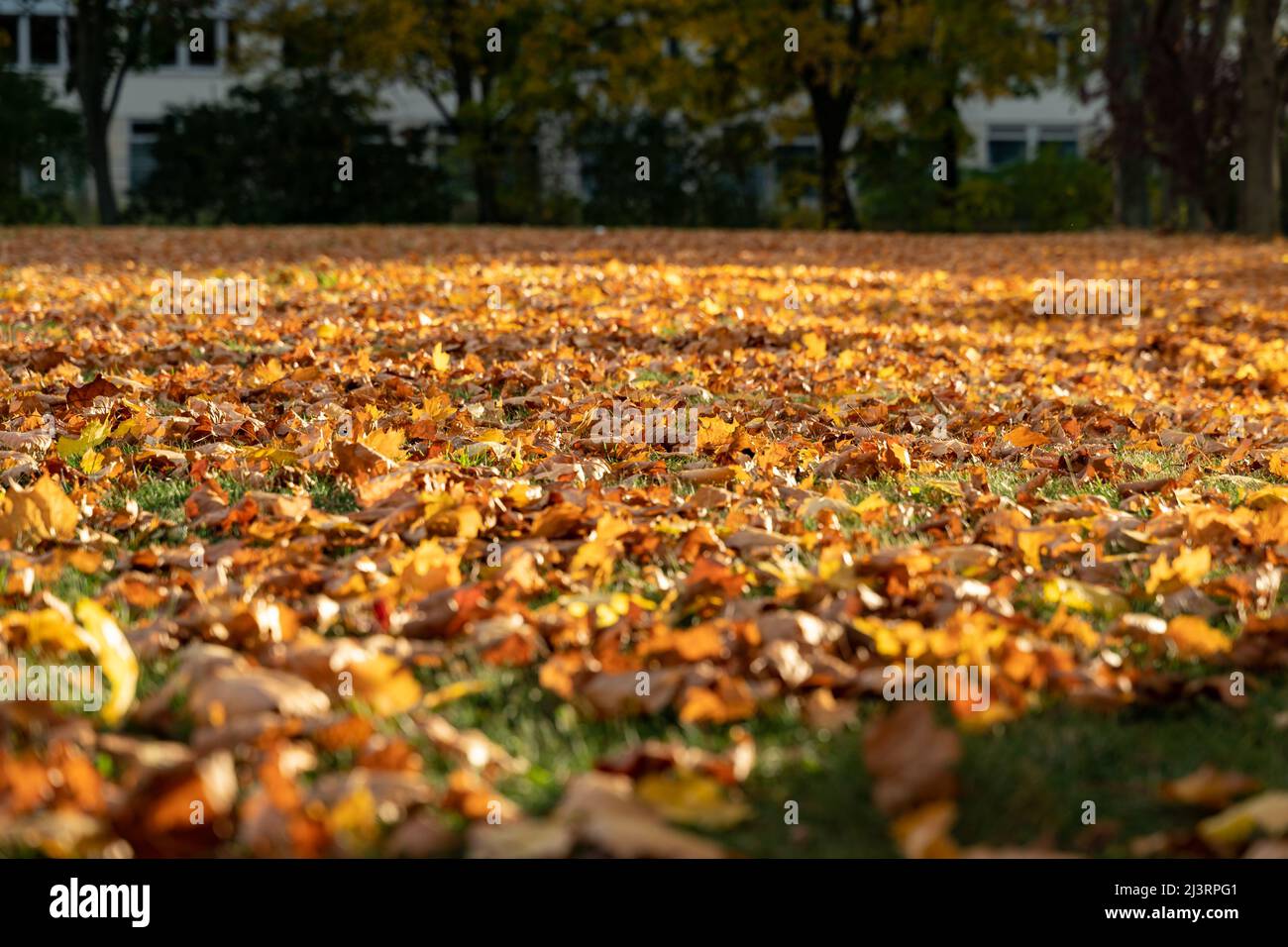 Autumn maple leaves lying on a meadow and are illuminated by the ...