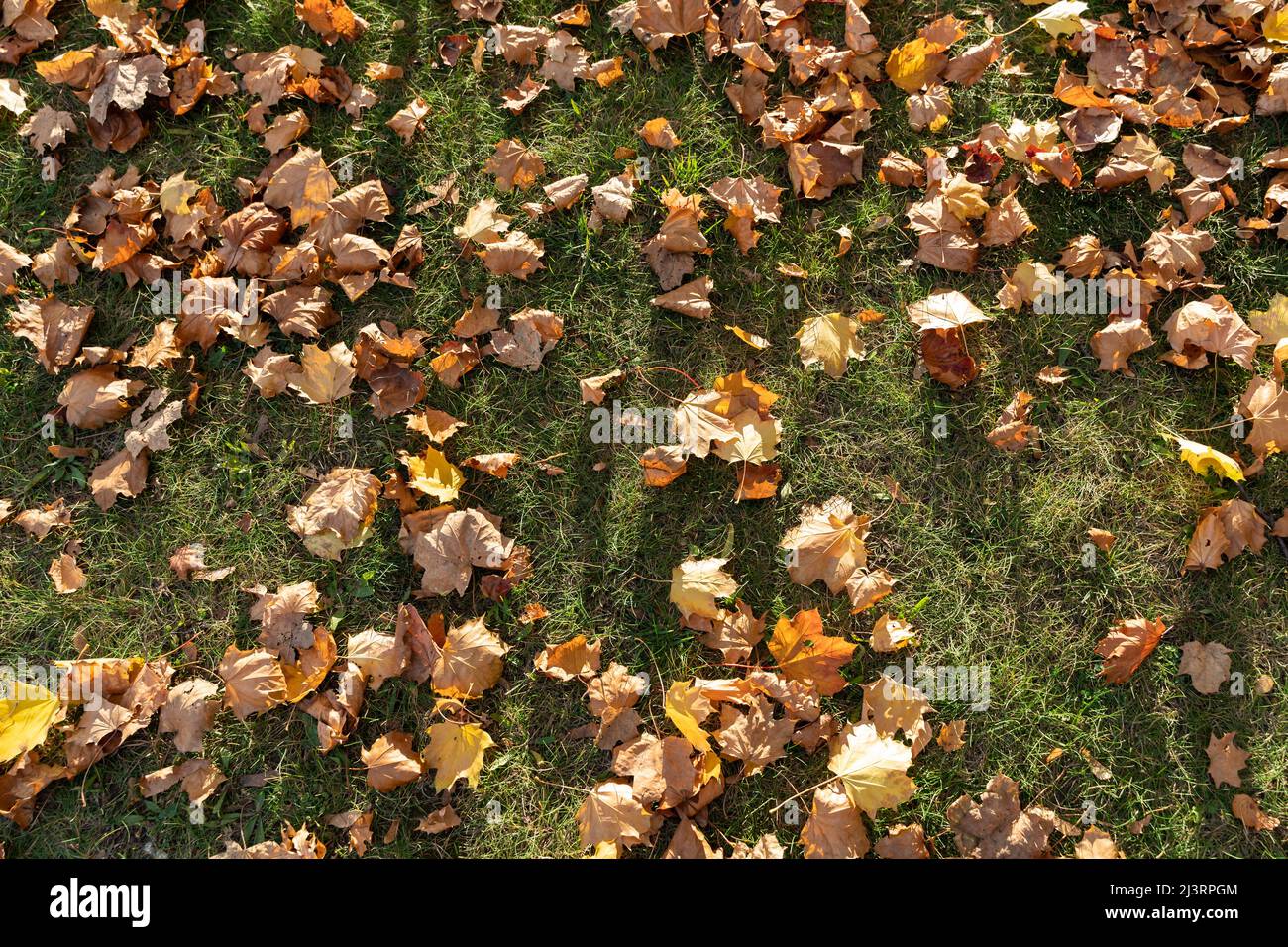 Autumn maple leaves lying on a meadow and are illuminated by the ...