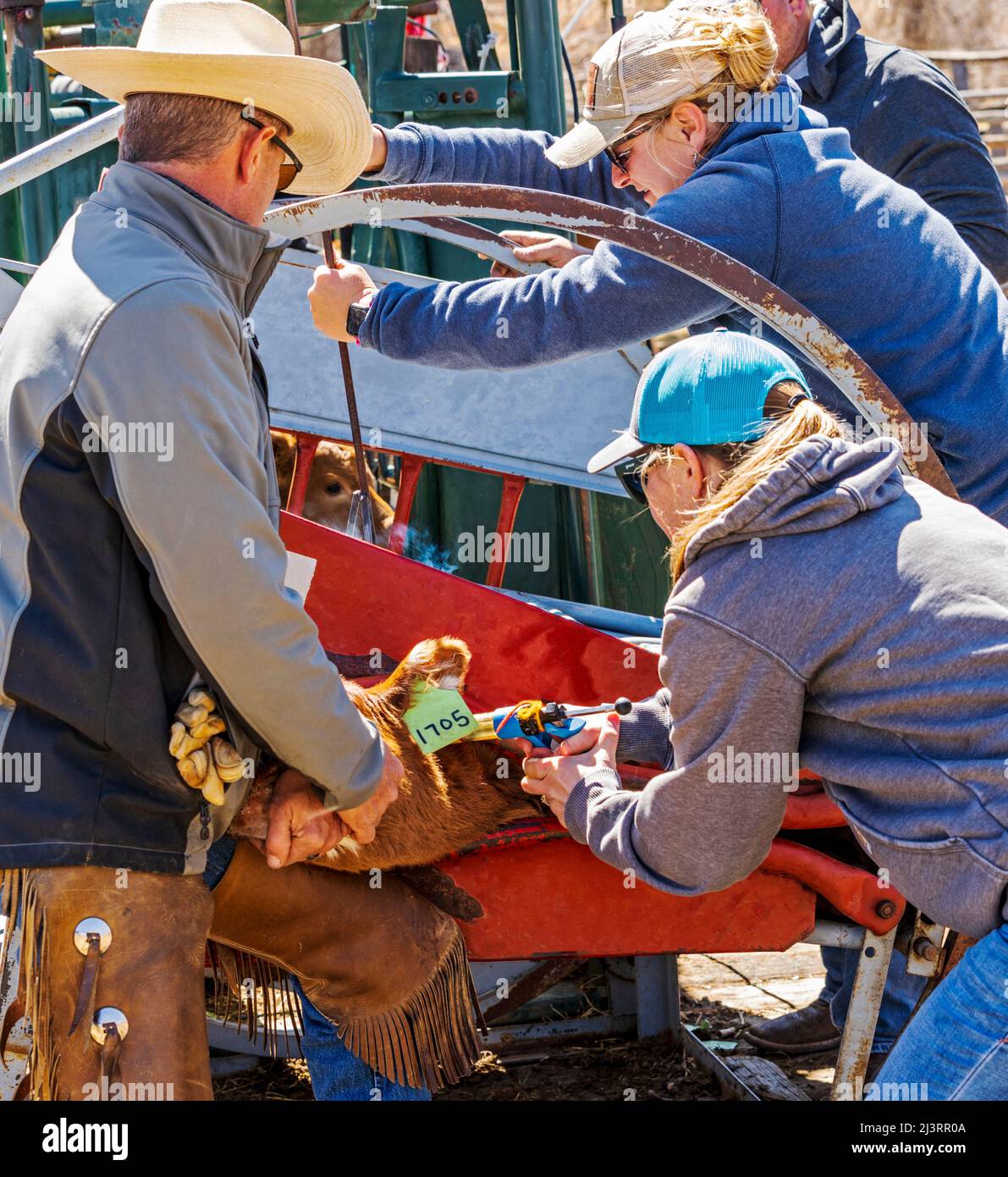 Cowgirl innoculates young calves; spring branding event on the Hutchinson Ranch near Salida: Colorado; USA Stock Photo