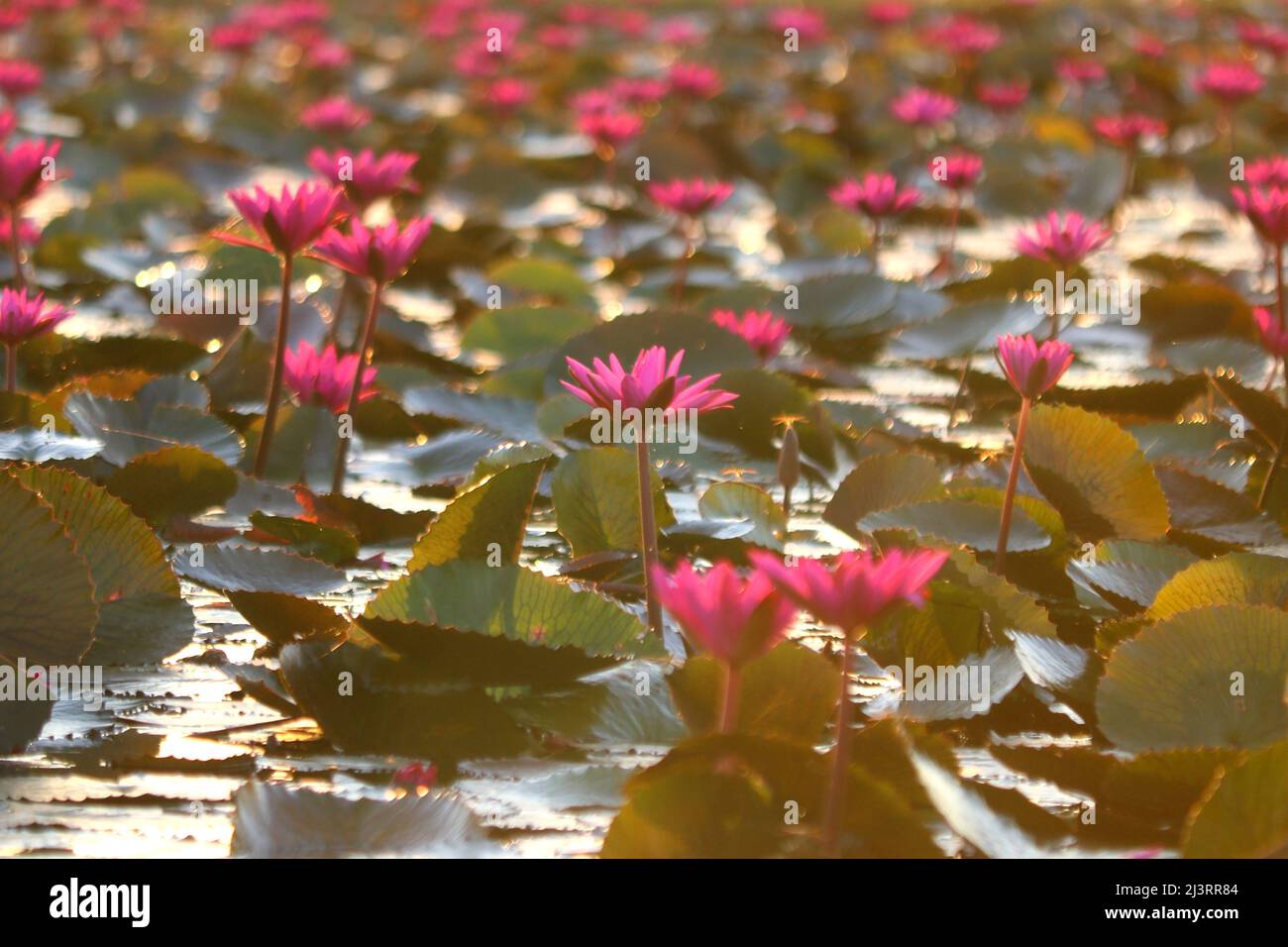 photo of beautiful lotus flower in pond Stock Photo